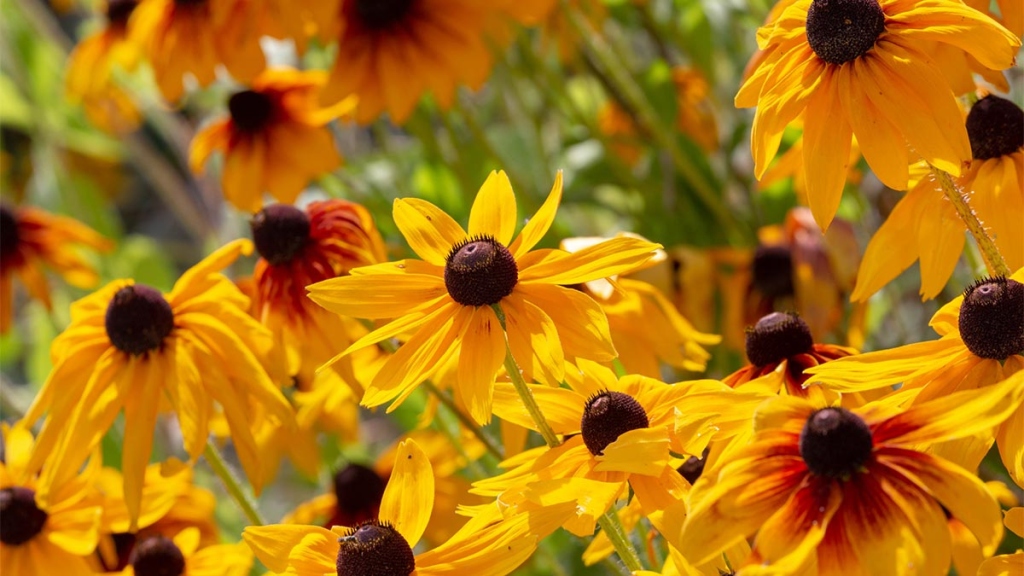 A group of sunflowers