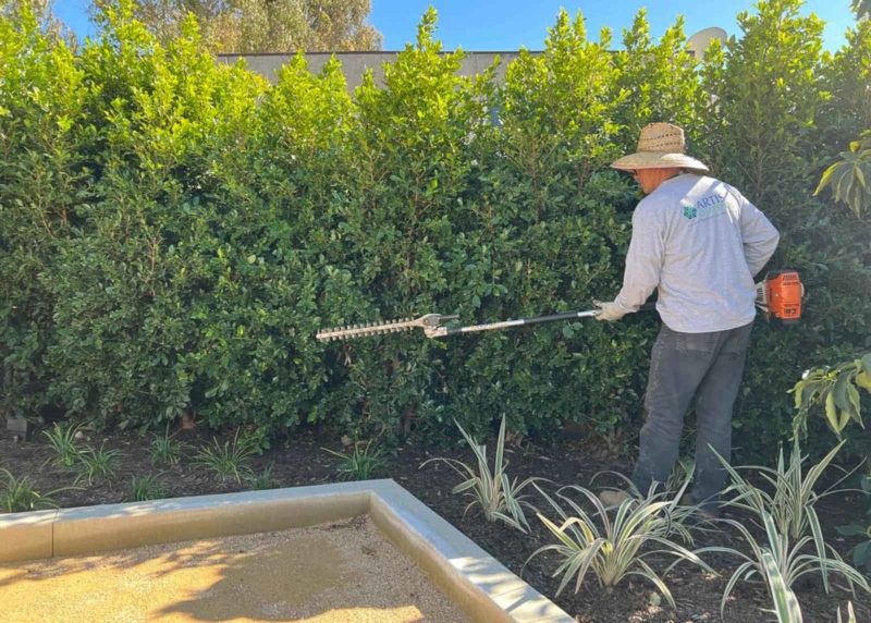 Landscaper shaping bushes