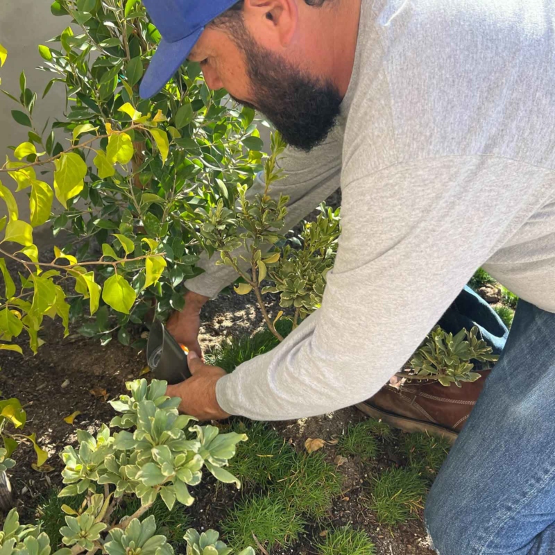 Landscaper installing a light into plants