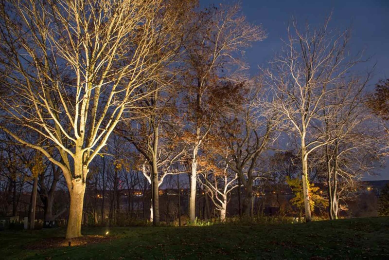 Trees being lit from below