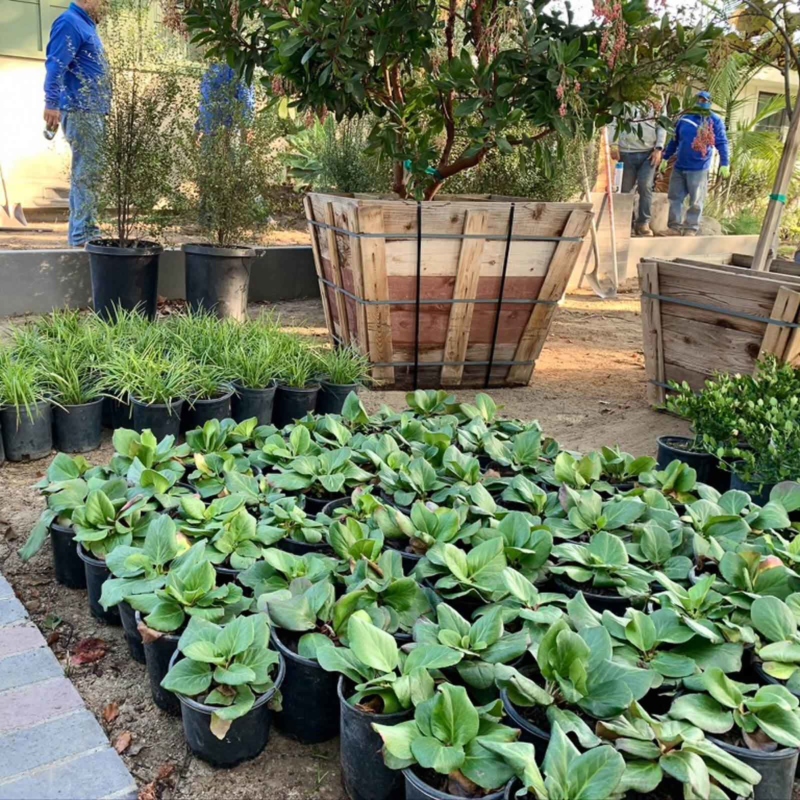 Green potted plants ready to be planted