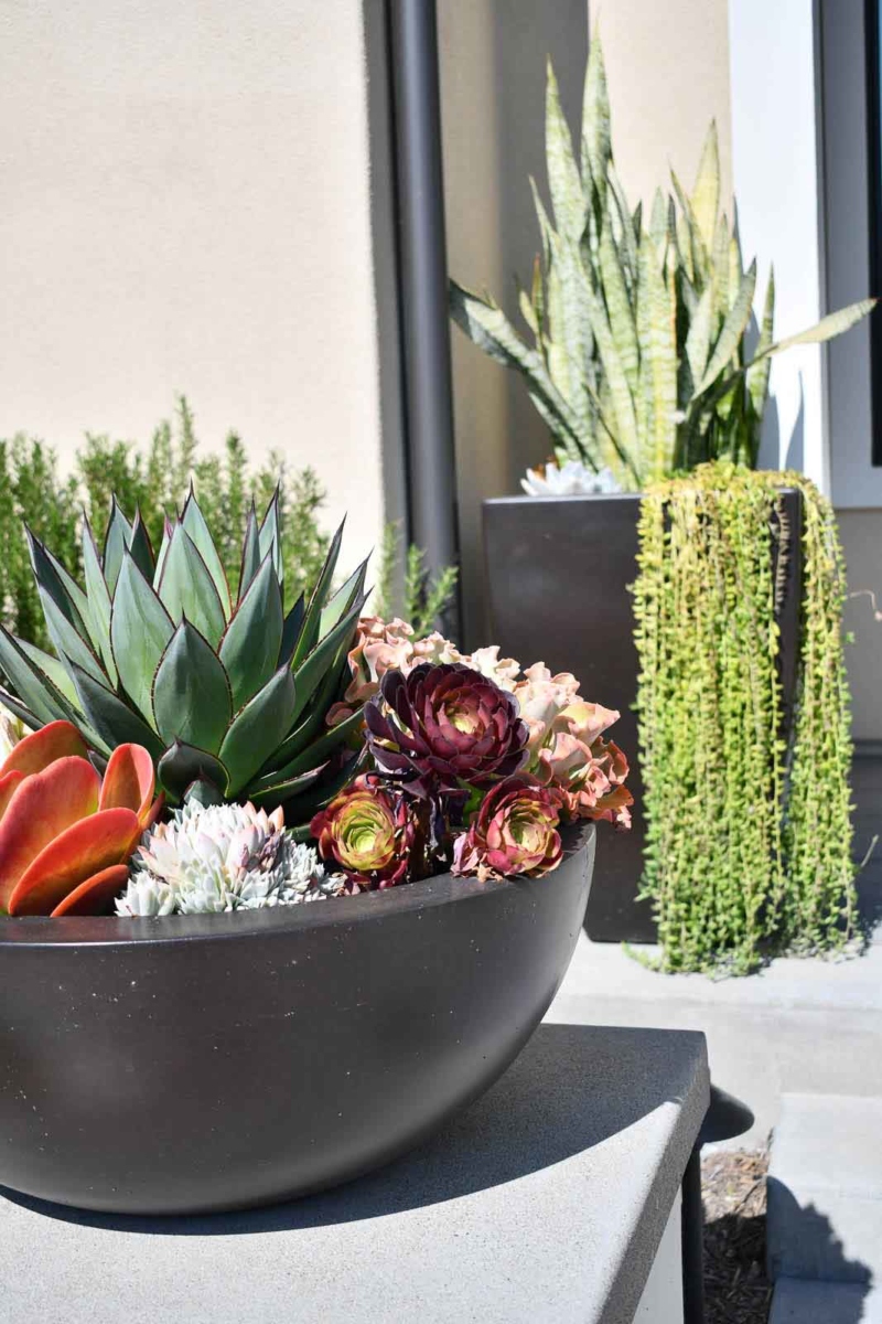 Potted plants outside