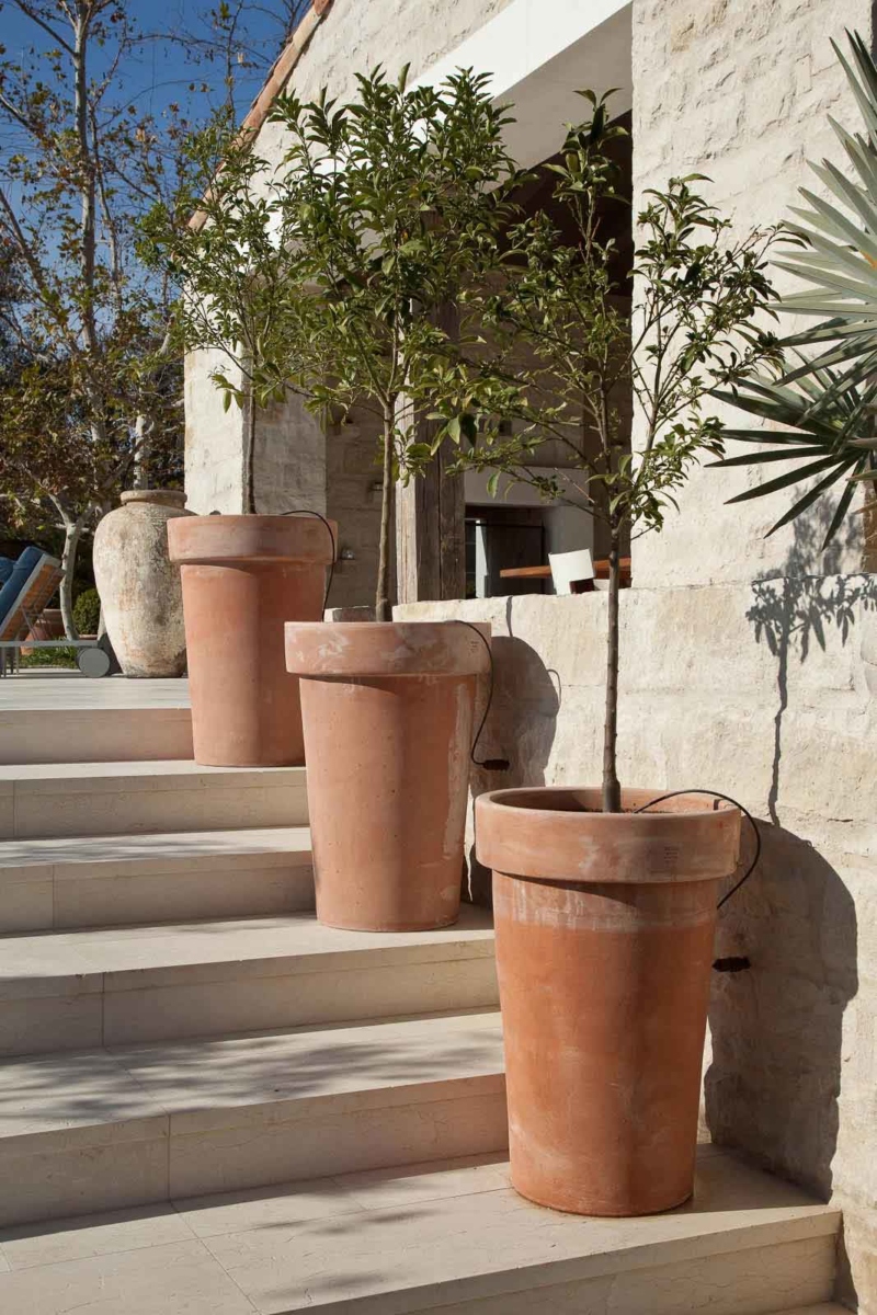 Trees in containers