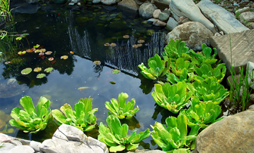 Pond with water lillies