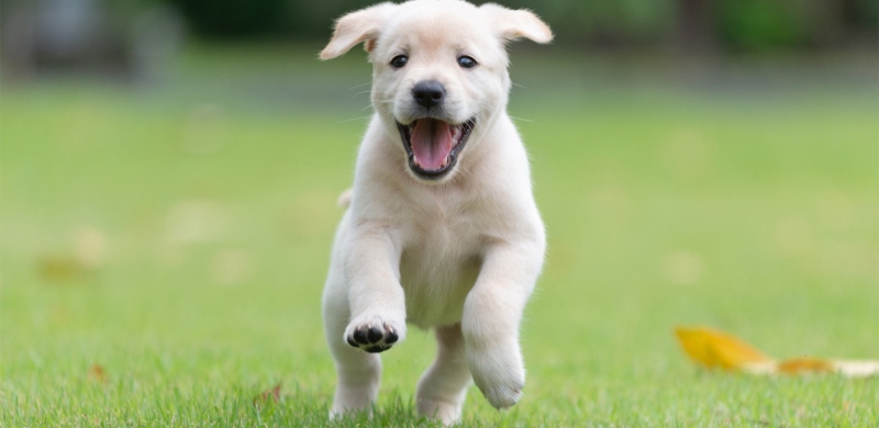 A puppy running through a pet-friendly backyard.