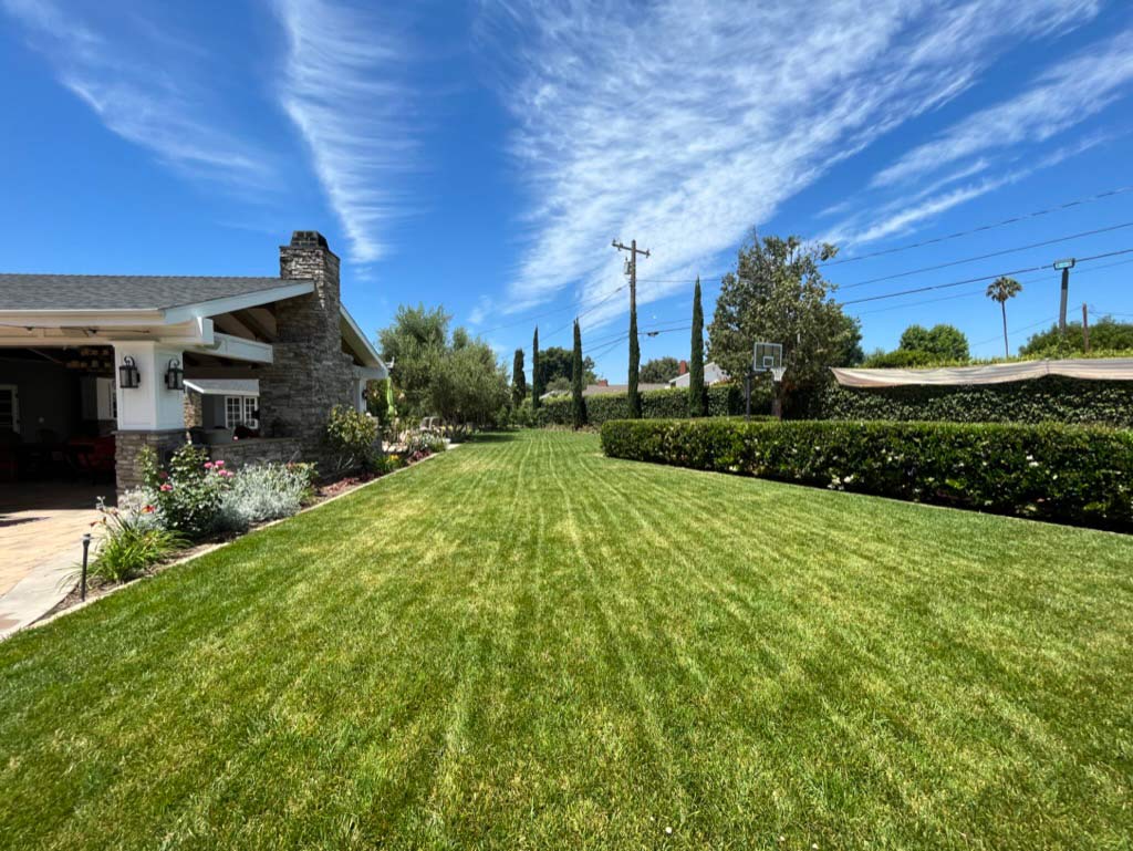 An example of sod in a backyard.